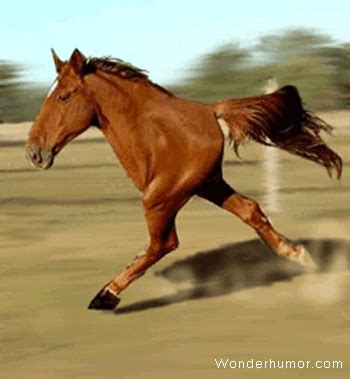 Slow Motion Horse GIFs - Get the best GIF on GIPHY