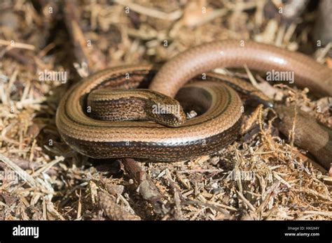 Slow Worm Uk Photos and Premium High Res Pictures - Getty …