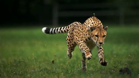 Slow motion of a cheetah running full speed at Cheetah Experience