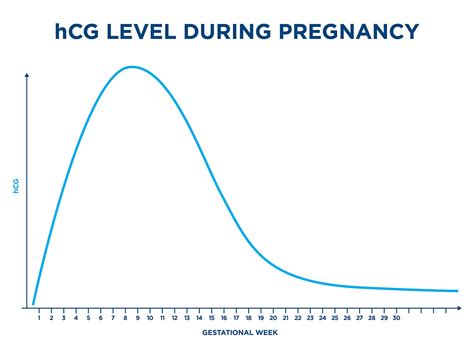 During pregnancy, hCG levels rise eight days afte