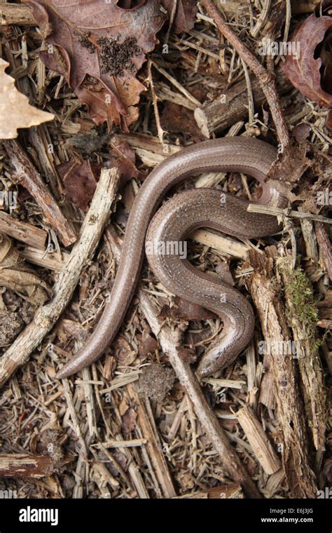 Slow_worm Stock Vector Images - Alamy