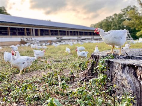 Slower growing broilers coming in 2026 WATTPoultry