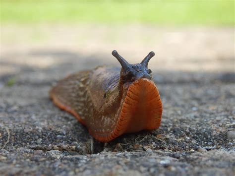 Slug Onlyfans Leak