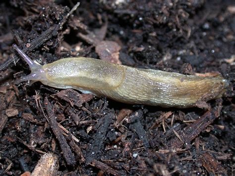 Slugs in house. Slugs cannot cross anything sharp so use sharp gravel not the smooth rounded pea variety. I usually use crushed egg shells in my garden when I want to protect young tender plants from hordes of marauding slugs and snails. In the meantime for a quick fix, back to the inside of your house. You can set traps for … 