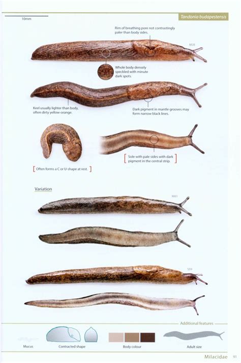 Slugs of Britain and Ireland Identification, Understanding and Control