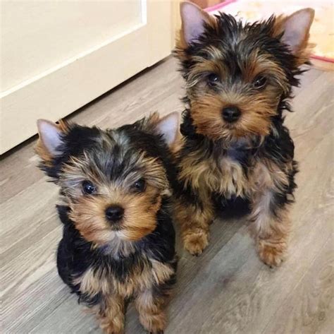 Small,... - Available Yorkie puppies for sale near me Facebook