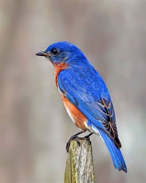 Small Blue Bird – 8 Blue Colored Birds In North America