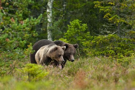 Small Head Bear - Etsy Sweden