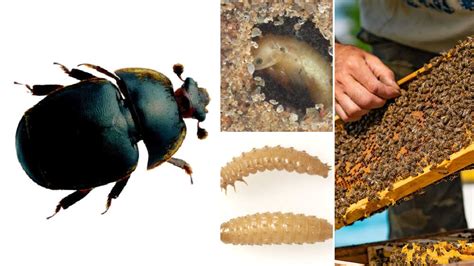 Small Hive Beetle: Identification, Life Cycle, Facts & Pictures