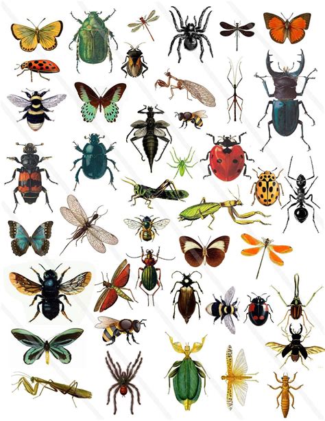 Small Insects Png - Etsy