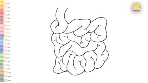 Small Intestine Diagram easy How to draw Small Intestine Diagram step