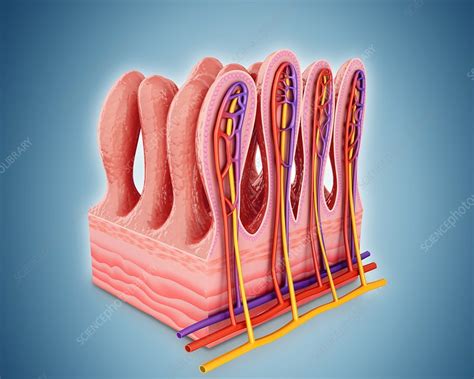 Small Intestine Wall - an overview ScienceDirect Topics