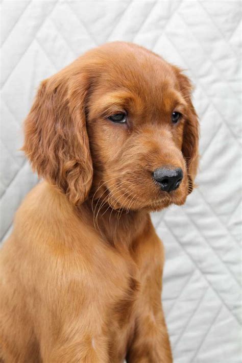 Small Irish Setter Puppies for Sale - DogsNow