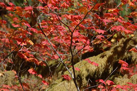 Small Understory Maples for the Northwest