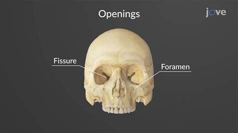 Small anatomical opening as in a bone