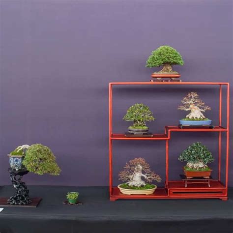 Small and medium displays at the Pacific Bonsai Expo