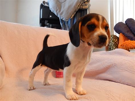 Small beagles. Founded in 1884, the AKC is the recognized and trusted expert in breed, health and training information for dogs. AKC actively advocates for responsible dog ownership and is dedicated to advancing dog sports. Find Beagle Puppies and Breeders in your area and helpful Beagle information. All Beagle found here are from AKC-Registered parents. 