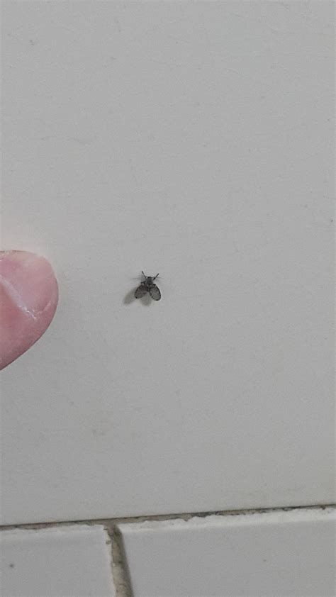 Small black flies in house. If the flies are small, black, and flying around windows or potted plants, they are probably fungus gnats. They are small, delicate black flies that are weak flyers and often fly around the house in search of food. If you see these flies around your house, you can be sure that you are dealing with a fly infestation. 