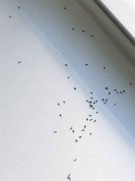 Small black flying bugs in house not fruit flies. Find out the difference between gnats and fruit flies and the reasons why you shouldn't have them in your home. Any further problems call us now! 