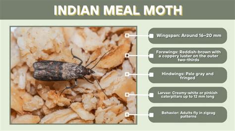 Small brown bugs.  Indian Meal moths are also common in homes.  Their name impl...