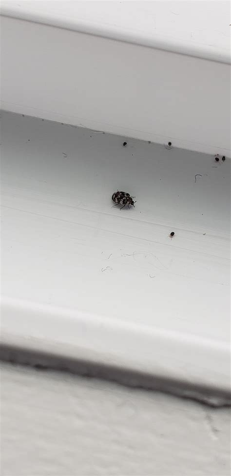 Small bugs in windowsill. Things To Know About Small bugs in windowsill. 