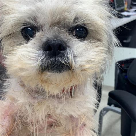 View Adopted Dogs and Success Stories! Fawn's Family Small Dog Rescue is a Non-Profit small dog rescue in Jacksonville who finds loving families for homeless pets who would otherwise be euthanized.. 
