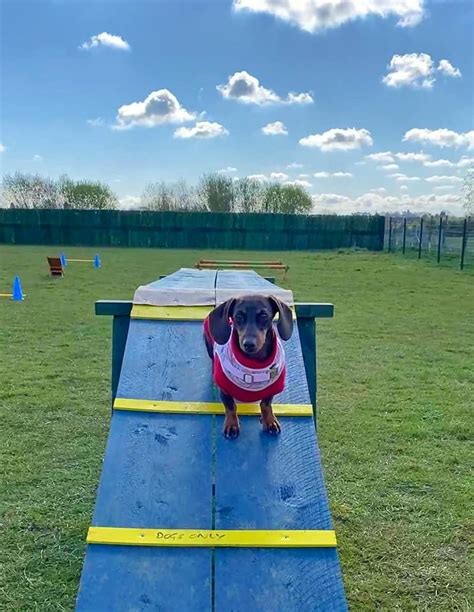 Small dog parks near me. This 2-acre dog park features areas for small dogs, timid or first-time dogs, and a large lawn open to all. Dogs must be leashed when walking to and from the designated off-leash area. The park is closed for maintenance on Thursdays from 1:00 PM until 3:00 PM. 