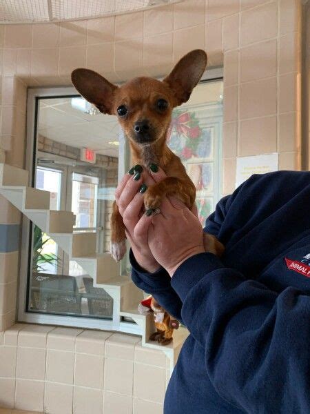 Small dog rescue dayton ohio. Losing a loved one is an inevitable part of life, and as time passes, it becomes increasingly important to honor and remember those who have passed away. Dayton, Ohio has a rich hi... 