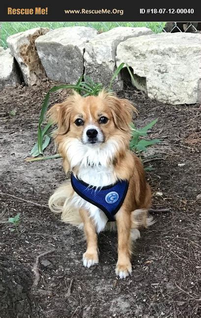 Small dog rescue lincoln ne. Search today. Our rehoming centres remain closed to the public but are now able to rehome and foster animals again using a remote process. See our updated adoption process or fostering process for more details. 