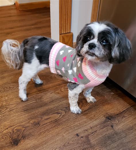 Small dog rescue montana. Pet Adoption - Search dogs or cats near you. Adopt a Pet Today. Pictures of dogs and cats who need a home. Search by breed, age, size and color. ... Inland Small Dog ... 