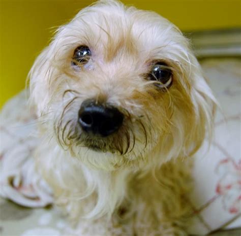 Small dog rescue wilmington nc. Adopting a small dog from a rescue can be an incredibly rewarding experience. The bond between you and your new pup can be incredibly strong, and the joy of giving a home to an animal in need is unparalleled. 