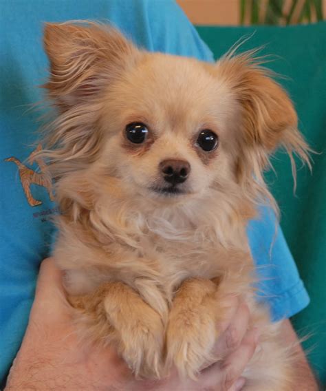 Small dogs rescue near me. Search for dogs for adoption at shelters near Santa Fe, NM. Find and adopt a pet on Petfinder today. 