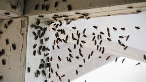 Small flies in house all of a sudden. An Adult House Fly Can Breed Quickly. 3. Warm Places Help Them Survive. 4. Any Amount of Rotten Matter Can be a Conducive Environment. 5. You are Not Doing Enough to Keep them Out. 6. How To Get Rid of A Fly Infestation. 