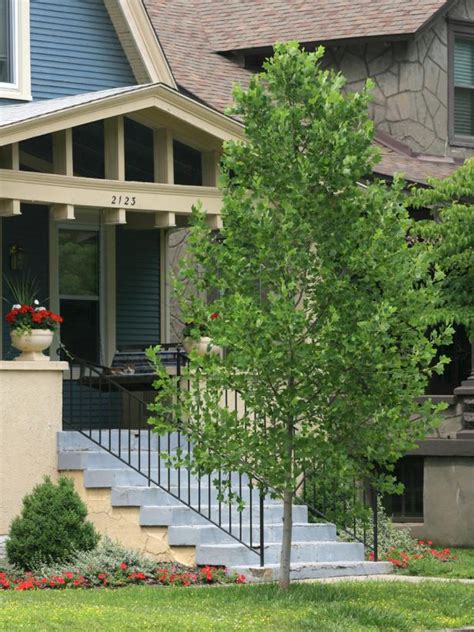 Small front yard trees. For large-growing shade trees, the grass strip between the sidewalk and street should eight feet wide. Plant large-growing shade trees at least 25 to 30 feet apart. If planing near a building, the tree should be a distance of at least half its mature width from the building to prevent interference from the branches. 