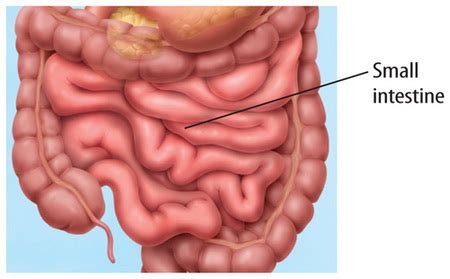 Small intestine is how long