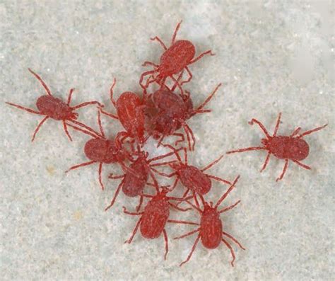 Small red bugs in house. The tiny red bugs commonly seen on concrete are known as “clover mites.” Barely visible to the naked eye, these oval-shaped arachnids measure just 0.75 to 0.85 millimeters long and... 