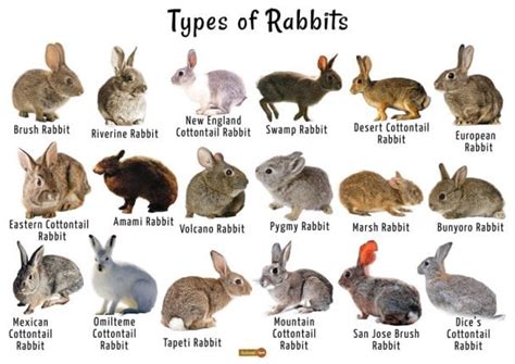 Small relative of a rabbit nyt. Clue: Rabbit relative. Rabbit relative is a crossword puzzle clue that we have spotted over 20 times. There are related clues (shown below). 
