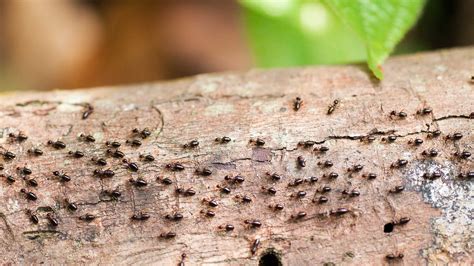 Small termites. The three most common main types of termites are subterranean termites, drywood termites and dampwood termites. Subterranean include termites such as arid-land … 