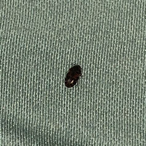 Small tiny black bugs.  These include gnats, ticks, ants, bed bugs, carpet...