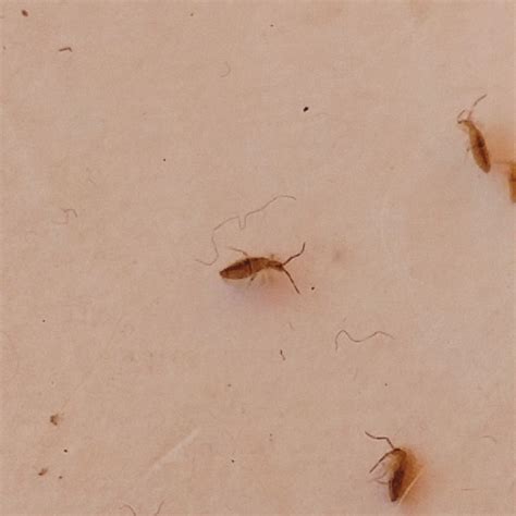 Small tiny brown bugs in house. 1. Carpet beetle larvae – Fuzzy Bugs in House. Carpet beetle larvae. Carpet beetle larvae are also called Wooly bears due to their fuzzy appearance. This type of species is a known home pest. Its caterpillars have multiple long setae which make it appear fuzzy. 