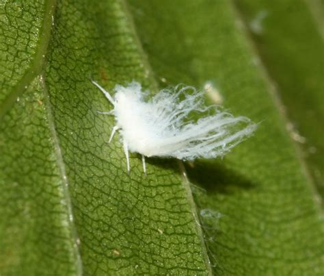 Small white insects. These tiny white flying bugs are related to aphids and mealybugs. These insects are tiny, with the exact size depending on the species. Like mealybugs, whiteflies are known for infesting and … 
