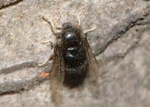 Small-head Flies - Family Acroceridae, Ogcodes (Oncodes) sp.