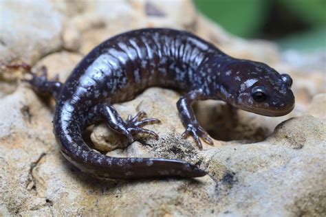 Small-mouthed Salamander (Ambystoma texanum): …