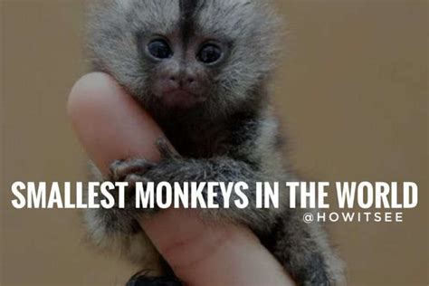 Smallest Monkey Breed: Top 14 Smallest Monkeys in …