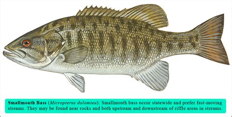 Smallmouth Bass - West Virginia Division of Natural Resources