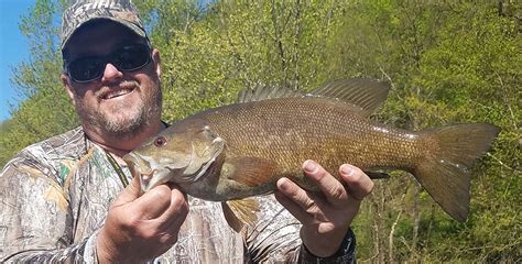 Smallmouth Bass are Making a Comeback - Chesapeake Bay …