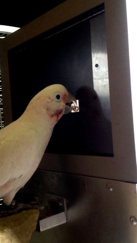 Smart cockatoos infer by exclusion - Phys.org