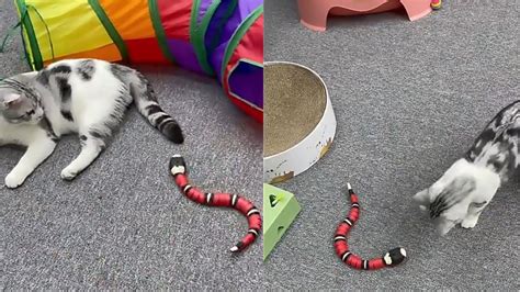 Smart sensing snake. Smart Sensing Snake Toy,Interactive Toys Snake for Kids, Cats&Dog Kitten Toys USB Rechargeable Electric Simulation Slithering Serpent Realistic Snake Prank Prop for Halloween. 3.5 out of 5 stars. 1,034. 100+ bought in past month. $13.99 $ 13. 99. FREE delivery Sat, Mar 23 on $35 of items shipped by Amazon. 