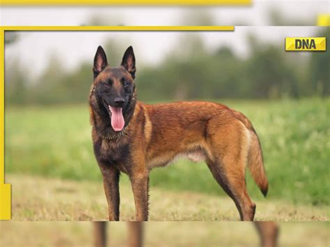 Smartest Dog Breed: Surprisingly Belgian Malinois considered …