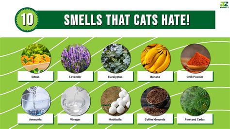 Common Smells That Cats Absolutely Hate Citrus Scents. Citrus fruits like oranges, lemons, limes, and grapefruits contain essential oils that radiate a strong, tangy aroma. These oils’ compounds, such as limonene and citral, are particularly repellant to cats. Cat owners can use these scents to discourage their pets from certain areas or ....